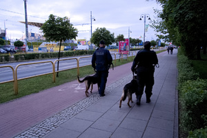 Dwaj przewodnicy psów służbowych z dwoma psami patrolują teren w pobliżu stadionu