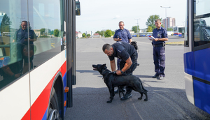 Policjant szykuje się do wypuszczenia psa przed autobusem