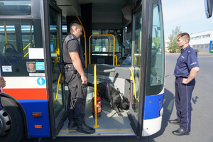 Pies szuka narkotyków w autobusie