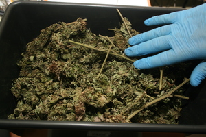 Marihuana  w plastykowym pojemniku