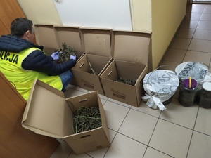 Policjant przekłada rośliny konopi, które przewożone były w kartonach