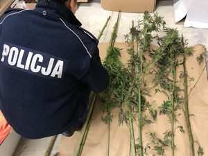 policjantka kuca przy zerwanych krzewach marihuany