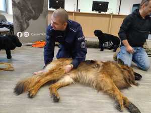 Policjant przeprowadzający badanie urazowe psa.