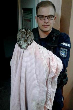 Policjant trzyma zawiniętą w koc sowę.
