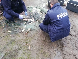 Policjanci wyciągają skłusowane ryby