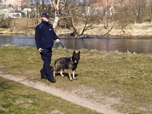 Policjant z psem służbowym kontrolują tereny leśne