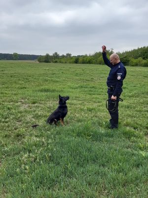 policjant prezentuje umiejętności psa służbowego