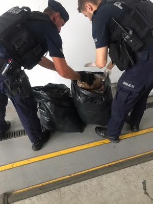 Policjanci ważą torby z tytoniem.