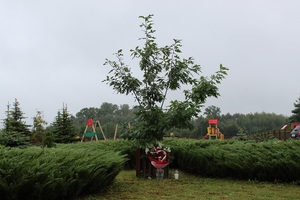 widok na pomnik