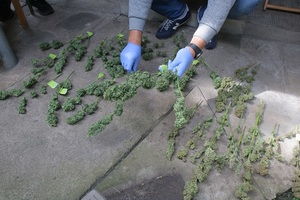 Zabezpieczone ścięte rośliny konopi przekłada policjant