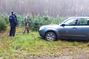 policjant i strażnik leśny sprawdzają drzewa