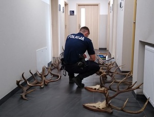 Policjant kuca wśród zabezpieczonego poroża zwierząt, które rozłożone jest na korytarzu.