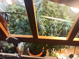 Widok na krzaki marihuany w doniczkach