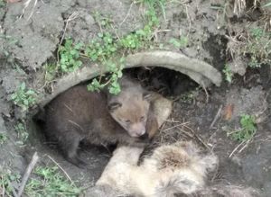 widok na młode lisy leżące obok spływu na deszczówkę