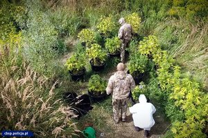 Widok z góry na policjantów pracujących wśród krzaków konopii