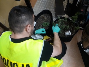 policjant kuca przed donicami z marihuaną