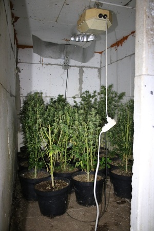 Rośliny rosnące w doniczkach w specjalnym pomieszczeniu