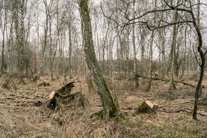 Las już po kradzieży drzewa