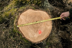 Ktoś mierzy średnicę wyciętego drzewa