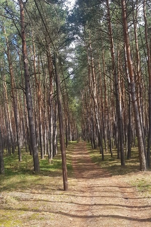 Widok ścieżki w lesie.