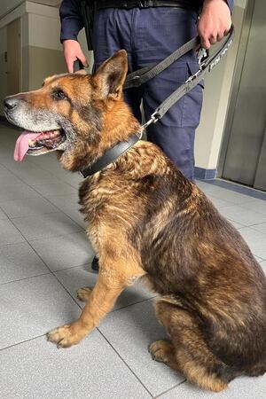 Marko siedzi przy przewodniku