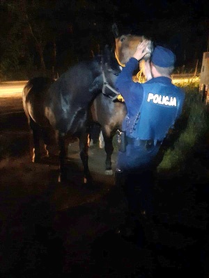 Policjant usiłuje schwytać konie
