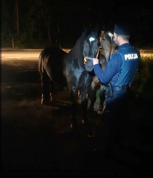 Policjant trzyma konie