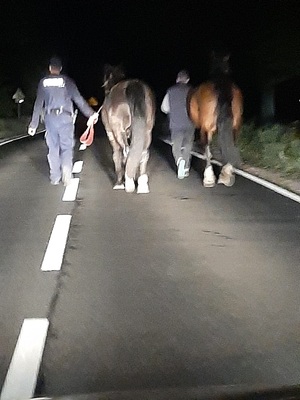 Policjant wraz z właścicielem prowadzą konie