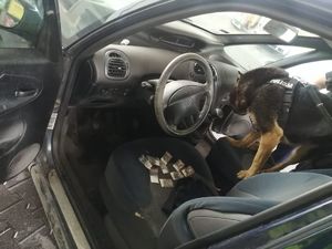 Policyjny pies obwąchuje wnętrze samochodu