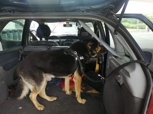 Policyjny pies w bagażniku auta