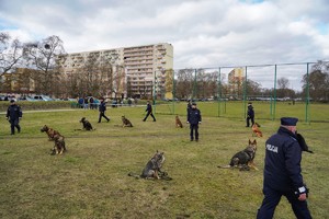 Pokaz tresury psów służbowych, kilku przewodników rozproszonych na przestrzeni trawiastego placu pracuje z psami.