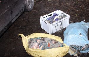 ryby zapakowane w worki oraz skrzynkę i owinięte siecią leżą na ziemi