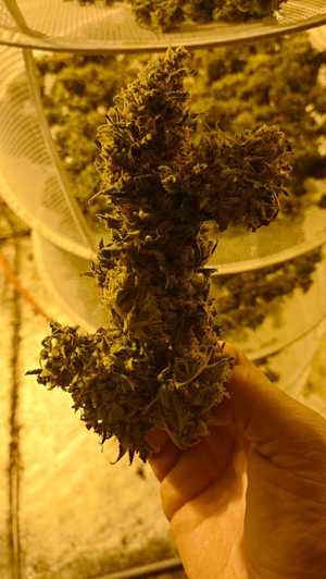 widok na krzak marihuany trzymany w dłoni