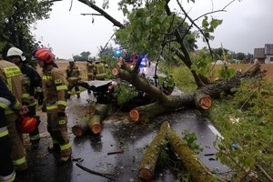 widok na rozbity samochód i przewrócony konar