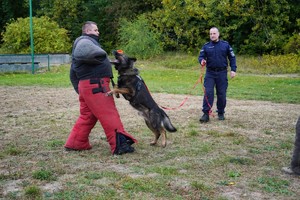 pies służbowy atakuje pozoranta