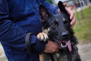 ujęcie na samą głowę psa służbowego i dłoń policjanta