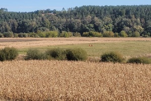 Widok na pole po którym idą osoby poszukujące zaginioną