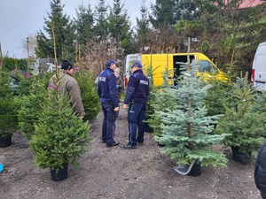 Policjanci podczas kontroli sprzedaży choinek.