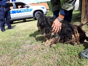 Zaniedbany pies trzymany przez pracownika OTOZ Animals. W tle policjant i radiowóz.
