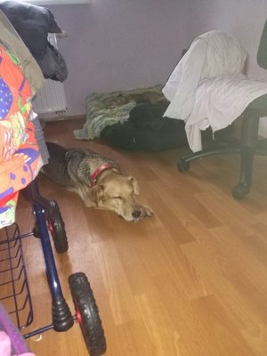 Wychudzony pies śpiący na podłodze w mieszkaniu.