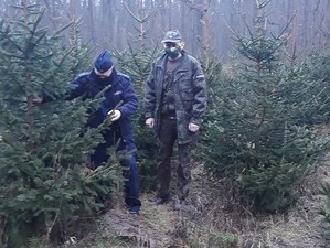 Policjant sprawdza choinkę. Widać przy niej podkopaną ziemię. Obok niego stoi leśnik.