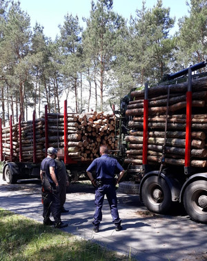 Patrol wraz z mężczyzną stoją przy samochodzie ciężarowym załadowanym drewnem.