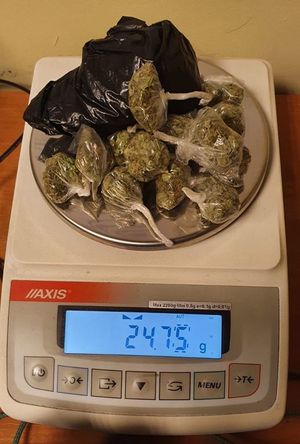 marihuana podczas ważenia