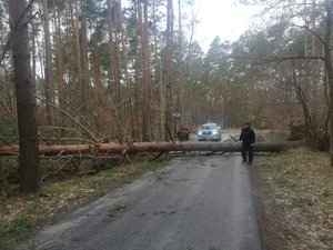 Policjant i leśnik sprzątają powalone gałęzie drzewa.