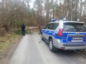 Policjant i leśnik podczas działań przy przewróconym drzewie.