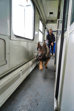 pies biegnie korytarzem pociągu