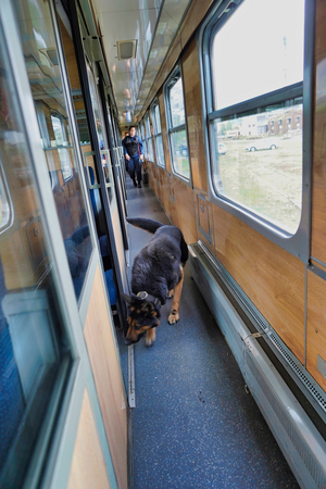 Pies węszy przy wejściu do przedziału w wagonie pociągu. W tle widoczny policjant.