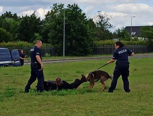 Policjanci i psy służbowe podczas pokazu na terenie zielonym.