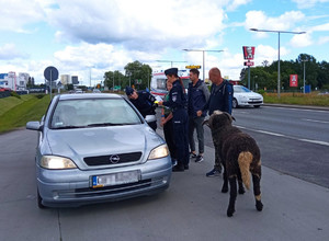 policjanci, osoby ze zwierzętami stoją przy kontrolowanym samochodzie osobowym