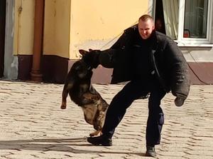 pies atakuje napastnika chwytając go za rękaw
